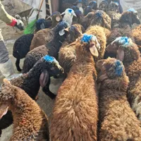فروش دام زنده گوسفند همه وزنه