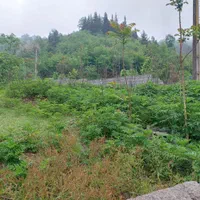 فروش زمین مسکونی سند دار در لیسار|فروش زمین و ملک کلنگی|تالش, هشتپر|دیوار