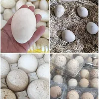 پخش مرغ اردک غاز بوقلمون بلدرچی.ن و ...|خوردنی و آشامیدنی|زنجان, |دیوار