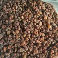 کشمش افتابی