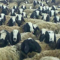 کرمان ارسال میگردد میش شال قوچ ژن گوسفند 2بره|حیوانات مزرعه|کرمان, |دیوار
