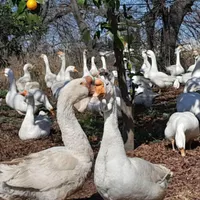 فروش جوجه غاز و اردک خارجی|حیوانات مزرعه|قائم‌شهر, |دیوار