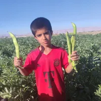 بذرباقله خارجی بسیار زودرس وپربار