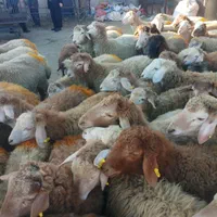 شاهین ویلا گوسفند باغستان گوهردشت گلشهرکل کرج زنده|حیوانات مزرعه|کرج, شاهینویلا|دیوار