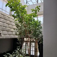 درخت بنجامین ۱۵ ساله|گل و گیاه طبیعی|اصفهان, مولوی|دیوار