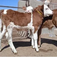 شروع فروش گوساله|حیوانات مزرعه|یزد, |دیوار