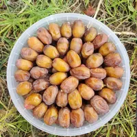 پاجوش ،دمیت ، نهال نخل خاصویی ،مجول مراکشی|خدمات باغبانی و درختکاری|جم, |دیوار