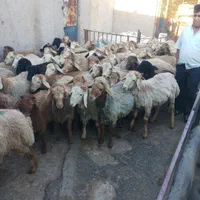 گوسفند برای قربانی ملارد شهریار فردیس پرند و. زنده|حیوانات مزرعه|صفادشت, |دیوار