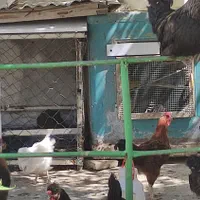 مرغ و خروس خانگی|حیوانات مزرعه|مشهد, عیدگاه|دیوار