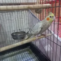 یک جفت عروس هلندی دوکت و گل باقالی
