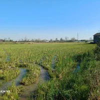 1000مترخانه کلنگی به همراه4هکتارشالیزارکوچصفهان|فروش زمین و ملک کلنگی|رشت, دیلمان|دیوار