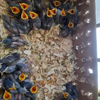 مرغ میناشاه تخم سرلاکی مناسب برای سخنگو