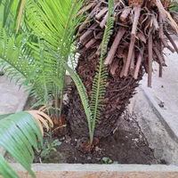درخت سیکاس|گل و گیاه طبیعی|رشت, خمیران زاهدان|دیوار