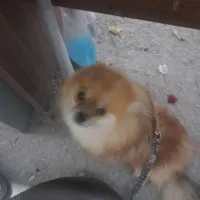 دزدیده شده