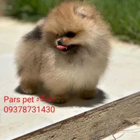 کوچولوهای جیبی همه رنگ و همه سایز|سگ|شیراز, اصلاح‌نژاد|دیوار