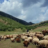 گوسفند از ۶میلیون به بالا باهرتوان مالی|حیوانات مزرعه|مشهد, توس (بلوار توس)|دیوار