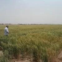 زمین کشاورزی و مجوز برای دامداری مرغداری  گلخانه|فروش دفتر صنعتی، کشاورزی، تجاری|شاهین‌شهر, مورچه خورت|دیوار