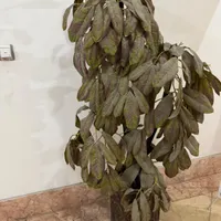 درختچه مصنوعی زیتون