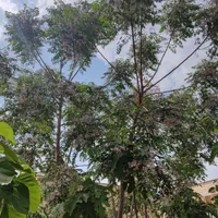 باغ ویلای ۱۰۰۰ متری  /۲۰۰متر ساخت مهندسی /گلدشت|فروش خانه و ویلا|اصفهان, سعادت‌آباد|دیوار