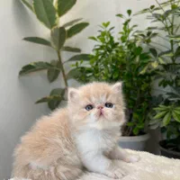 بچه گربه کیوت میوت|گربه|اهواز, کیانپارس |دیوار