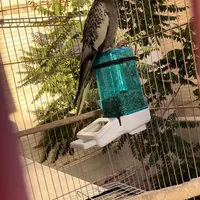 عروس مینیاتوری گم شده