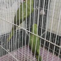 طوطی ملنگو گمشده