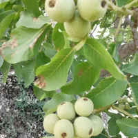 تولید نهال گردو درخت|خدمات باغبانی و درختکاری|شیراز, رکن‌آباد|دیوار