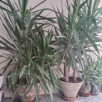 دو عدد یوکا تنه دار|گل و گیاه طبیعی|تهران, آبشار|دیوار