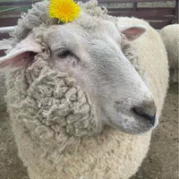 کاروانسرای افشار عرضه گوسفند بره نر بهداشتی|حیوانات مزرعه|تهران, جنت‌آباد شمالی|دیوار
