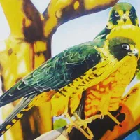 دیپلم کاردانش،دیپلم نقاشی،گرافیک رایانه،عکاسی