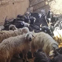 گوسفند زنده بره غیره موجود میباشد با هر وزن|عمده‌فروشی|اصفهان, باغ فدک|دیوار