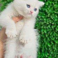 توله پلنگی گربه|گربه|شهرکرد, |دیوار