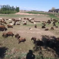 چوپانی