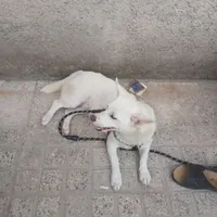 گم شده