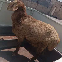 گوسفند زنده سید|حیوانات مزرعه|باقرشهر, |دیوار