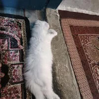 گربه فروشی فوری