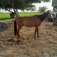 اسب کاری