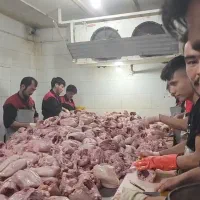 فروش عمده مرغ و قطعات سمین قیمت رقابتی|عمده‌فروشی|تهران, شمیران‌نو|دیوار