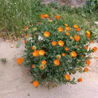 سوئیت اجاره ای در درونگر /درگز /تندوره/چریک|اجارهٔ کوتاه‌مدت آپارتمان و سوئیت|قوچان, |دیوار