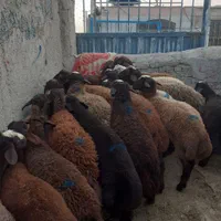 پخش وفروش گوسفند زنده انواع نژاد سالم چاق شکم خالی|حیوانات مزرعه|تهران, فلسطین (میدان انقلاب)|دیوار