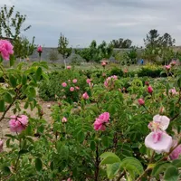 زمین ۷۵۰ متری دور دیوار مجموعه اقاقیا کاهو|فروش زمین و ملک کلنگی|مشهد, دانشجو|دیوار