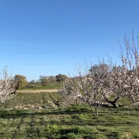 فروش باغ ۷ساله در سرطاف