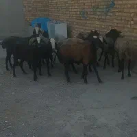 تعداد ۱۴ رس میش اصیل شال همه شیشکن یک ره بره دار|حیوانات مزرعه|قزوین, |دیوار