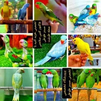 برزیلی راهب گیرینچیک ملنگو شاه طوطی سان کانور لری|پرنده|تهران, ستارخان|دیوار