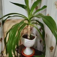گل طبیعی فروش فوری