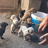 سگ پاکوتاه