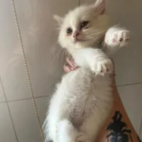 بچه گربه ۵۰ روزه و مادر