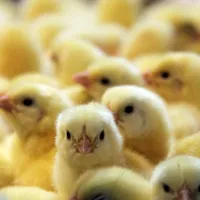 جوجه شترمرع وجوجه مرغ گوشتی