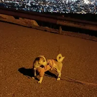 نژادجک راسل جهت کشش|سگ|کرمانشاه, |دیوار