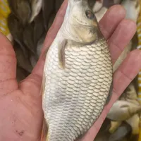 مرکز پخش بچه ماهی کپور اصلاح نژادشده